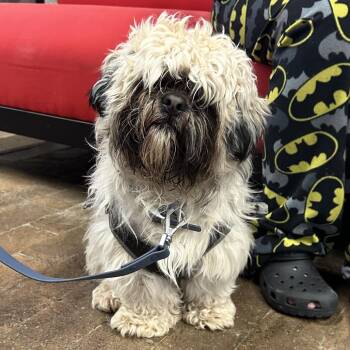 Shih Tzu Dogs Available for Adoption - Gordo | PetCurious