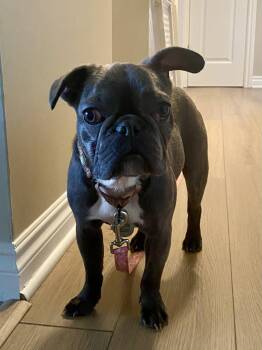 Suzy -  French Bulldog Dog for Adoption - Suzy | PetCurious
