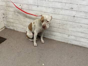 Rescue Pit Bull Terrier Dogs for Adoption in San Bernardino, California - OPAL | PetCurious