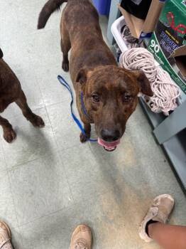 Morty -  Mixed Breed Dog for Adoption in Danielsville, Georgia - Morty | PetCurious
