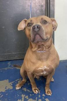 Rescue American Staffordshire Terrier and Mixed Breed Dogs for Adoption in Pensacola, Florida - RAZLO | PetCurious