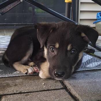Freddie -  Mixed Breed Dog for Adoption in Buffalo, Minnesota - Freddie | PetCurious