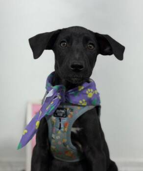 Brooklyn-One of our Amazing Rescue Dogs -  Black Labrador Retriever and Whippet Dog for Adoption in Carlsbad, California - Brooklyn-One Of Our Amazing Rescue Dogs | PetCurious