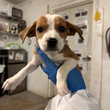 Mixed Breed Dogs Available for Adoption in Edinburg, Texas - Paula | PetCurious