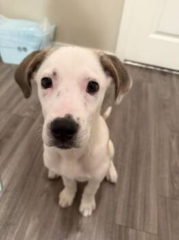 Mixed Breed Dogs Available for Adoption in Largo, Florida - Elsa | PetCurious
