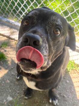 Roxy -  Labrador Retriever and Mixed Breed Dog for Adoption in Fall River, Massachusetts - Roxy | PetCurious