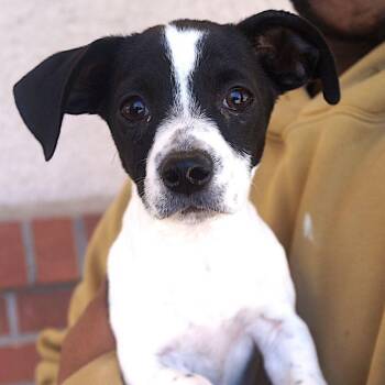 Terrier Dogs Available for Adoption - Dorothy | PetCurious