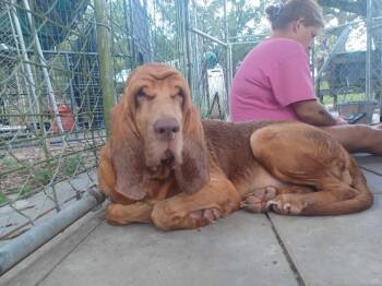 Rescue Bloodhound Dogs for Adoption in Hortense, Georgia - Tipsy | PetCurious