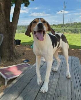 Lulu -  Treeing Walker Coonhound Dog for Adoption in Spring Hill, Tennessee - Lulu | PetCurious