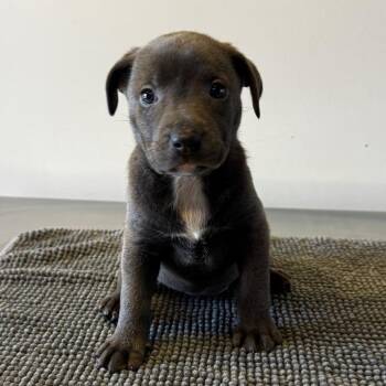 Luna* -  Pit Bull Terrier Dog for Adoption in San Gabriel, California - Luna* | PetCurious