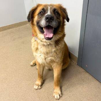 ORION -  Leonberger and Mixed Breed Dog for Adoption in Aurora, Colorado - ORION | PetCurious