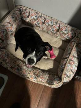 Rescue American Staffordshire Terrier Dogs for Adoption in San Antonio, Texas - BABY | PetCurious