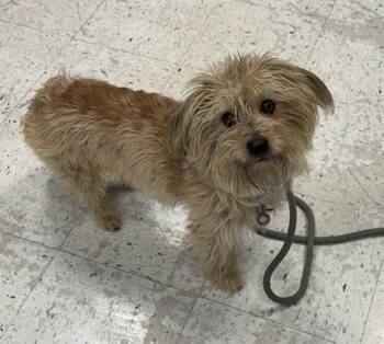 Rescue Terrier Dogs for Adoption in Salt Lake City, Utah - Boo Boo | PetCurious