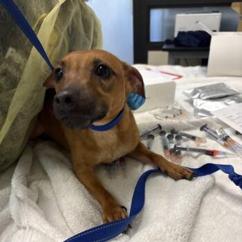 Parson Russell Terrier and Chihuahua Dogs Available for Adoption in West Palm Beach, Florida - Nibbles | PetCurious