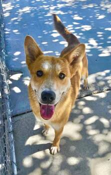 Rescue Shepherd and Mountain Dog Dogs for Adoption in Twentynine Palms, California - May | PetCurious