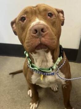 Willie Joe -  Pit Bull Terrier Dog for Adoption in Cleveland, Ohio - Willie Joe | PetCurious