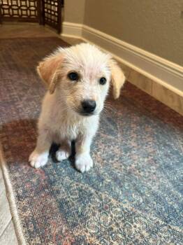 Golden Retriever and Australian Shepherd Dogs Available for Adoption - Casino | PetCurious