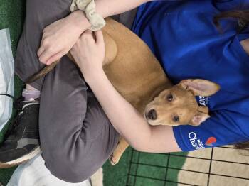 German Shepherd Dog and Labrador Retriever Dogs Available for Adoption - Poppy | PetCurious