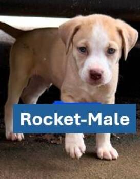 Rocket - Americana Litter -  Yellow Labrador Retriever Dog for Adoption in Sheboygan, Wisconsin - Rocket - Americana Litter | PetCurious