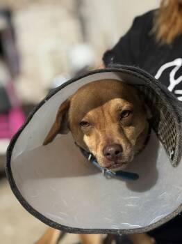 Chihuahua Dogs Available for Adoption - Dexter | PetCurious