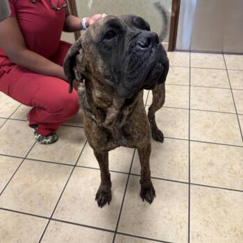 Rescue Cane Corso and Mastiff Dogs for Adoption in Las Vegas, Nevada - VIDA | PetCurious