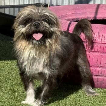 Winchester -  Shih Tzu Dog for Adoption in Hondo, Texas - Winchester | PetCurious