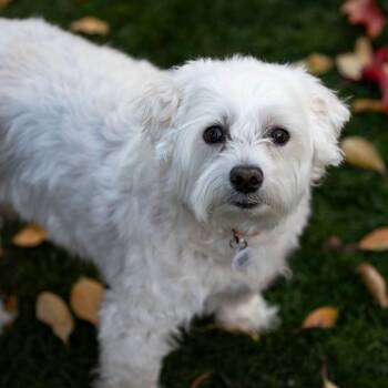 Taco (S25-181) -  Maltese and Miniature Poodle Dog for Adoption in Peyton, Colorado - Taco (S25-181) | PetCurious