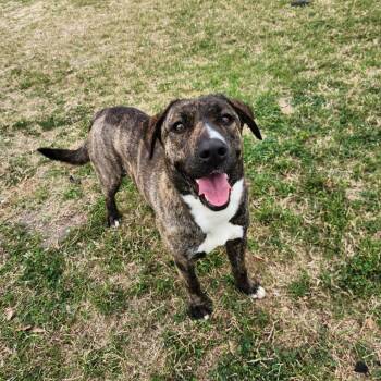 Rescue Hound Dogs for Adoption in Corpus Christi, Texas - Dorthy | PetCurious