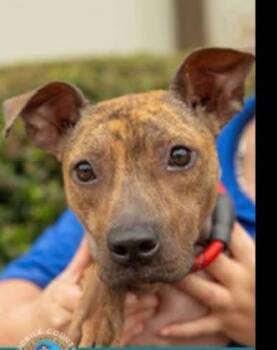 Gina - Urgent Foster/Foster to Adopt/Adopter Needed -  Pit Bull Terrier Dog for Adoption in Wantagh, New York - Gina - Urgent Foster/Foster To Adopt/Adopter Needed | PetCurious