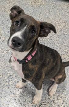 Crissy -  Labrador Retriever and Border Collie Dog for Adoption in Kemp, Texas - Crissy | PetCurious