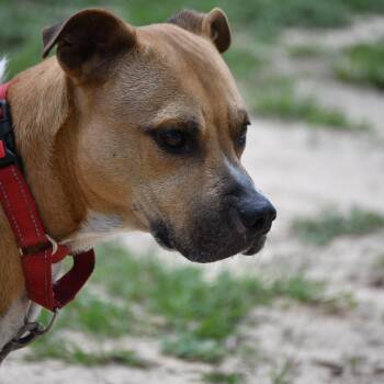Mixed Breed Dogs Available for Adoption in Defuniak Springs, Florida - TyTy | PetCurious