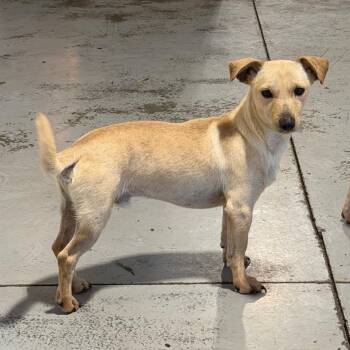 Mateo -  Chihuahua Dog for Adoption in Chico, California - Mateo | PetCurious
