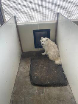 Samoyed Dogs Available for Adoption in Stiles, Pennsylvania - Jessica | PetCurious