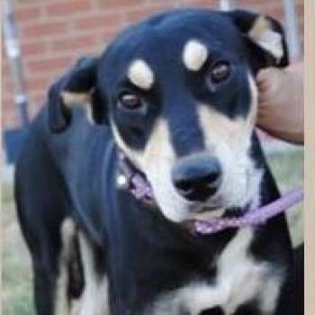 Luna -  Hound and Mixed Breed Dog for Adoption in Calverton, New York - Luna | PetCurious