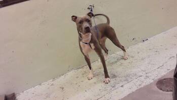 NOVA -  Staffordshire Bull Terrier and Mixed Breed Dog for Adoption in Houston, Texas - NOVA | PetCurious