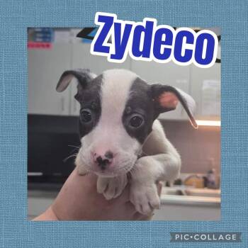Zydeco -  Catahoula Leopard Dog and Pit Bull Terrier Dog for Adoption in Ringwood, New Jersey - Zydeco | PetCurious