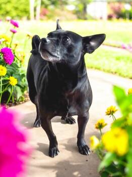 Rescue Chihuahua and French Bulldog Dogs for Adoption in Athens, Tennessee - Pete | PetCurious