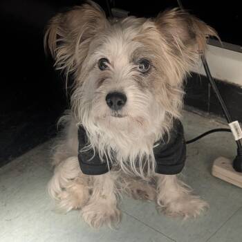 Mr Bean -  Mixed Breed Dog for Adoption in Philadelphia, Pennsylvania - Mr Bean | PetCurious
