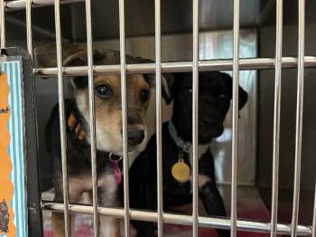 Catahoula Leopard Dog Dogs Available for Adoption in Fort Collins, Colorado - Snickers | PetCurious