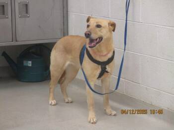 Roxy(879) -  German Shepherd Dog and Golden Retriever Dog for Adoption in Marietta, Georgia - Roxy(879) | PetCurious