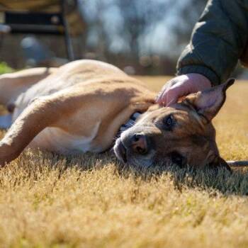 Jericho -  Retriever and Mixed Breed Dog for Adoption in Atlanta, Georgia - Jericho | PetCurious