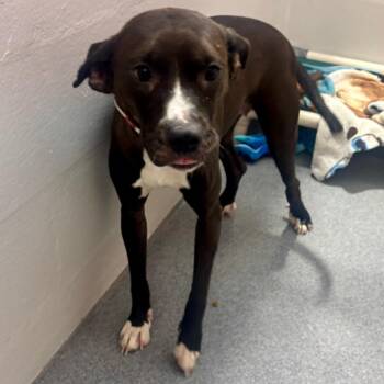 Razzles -  Pit Bull Terrier and Mixed Breed Dog for Adoption in Evansville, Indiana - Razzles | PetCurious
