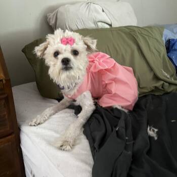 Andrea -  Maltipoo and Shih Poo Dog for Adoption in Akron, Ohio - Andrea | PetCurious