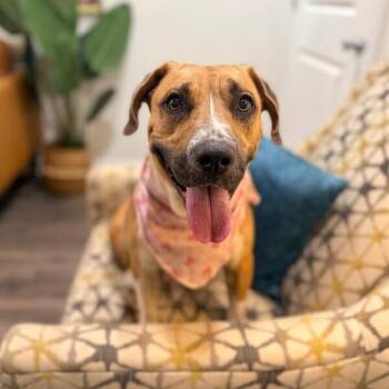 Nina Butter Roll Baby -  Boxer and Labrador Retriever Dog for Adoption in Friendswood, Texas - Nina Butter Roll Baby | PetCurious
