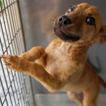 Maxwell -  Mixed Breed Dog for Adoption in Bradenton, Florida - Maxwell | PetCurious