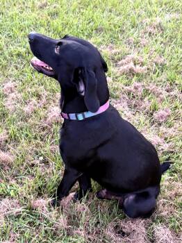 Wille -  Black Labrador Retriever Dog for Adoption - Wille | PetCurious