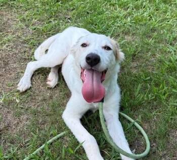 Pup Cream Puff -  Great Pyrenees Dog for Adoption in Washington, District Of Columbia - Pup Cream Puff | PetCurious