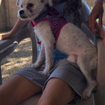 Sarah aka: Quinta -  Miniature Poodle and Shih Tzu Dog for Adoption in Phoenix, Arizona - Sarah Aka: Quinta | PetCurious
