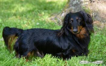 Dachshund Dogs Available for Adoption in Pittsboro, North Carolina - Louie | PetCurious