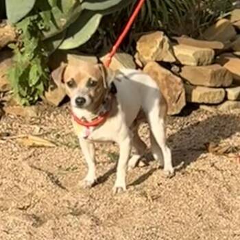 Pito -  Chihuahua Dog for Adoption in Williston, Vermont - Pito | PetCurious